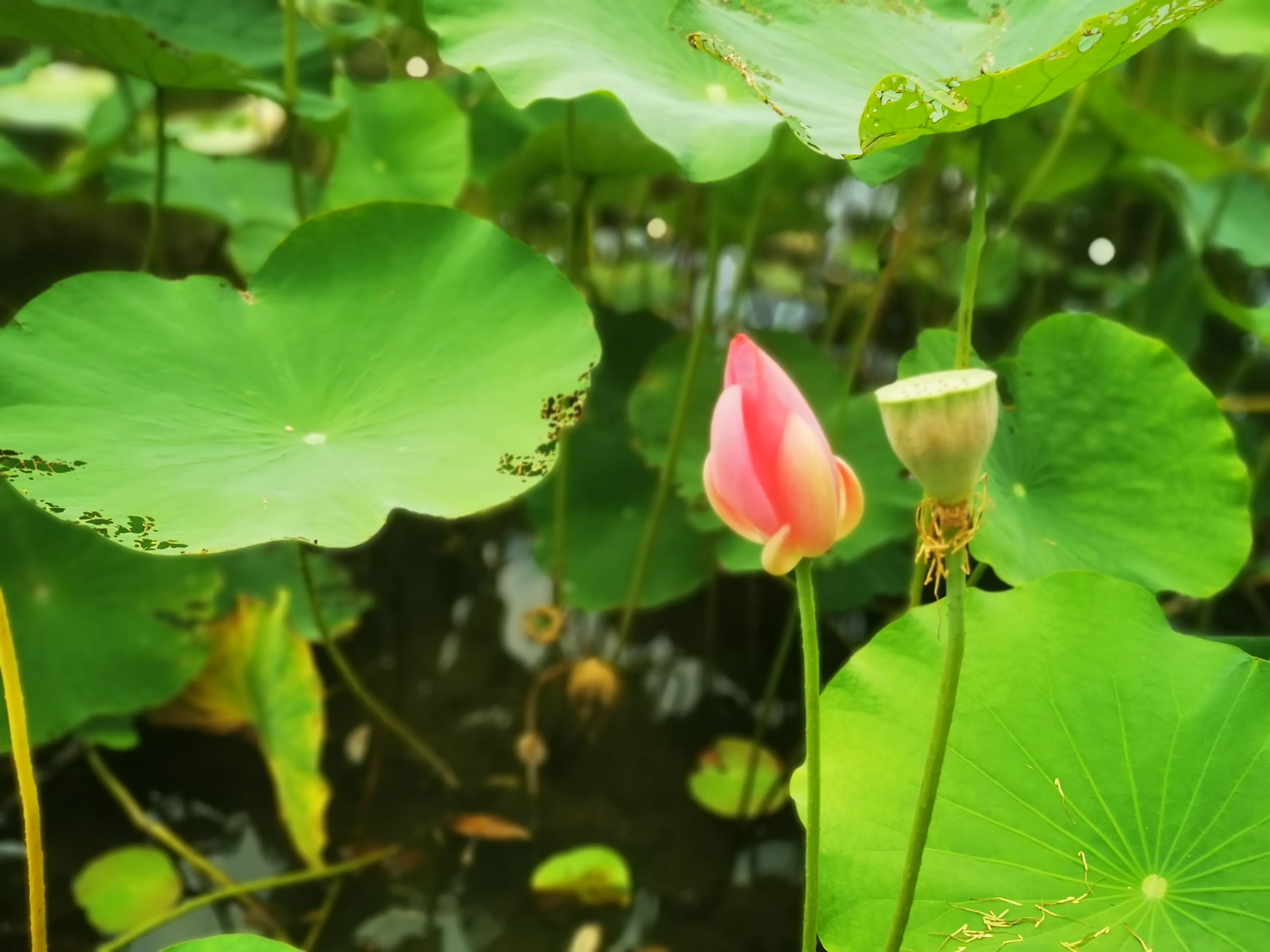 以方·iFonts:胡笑笑,从退休生活到网红博主,她为何吸引了35万粉丝? 以方·iFonts:胡笑笑,从退休生活到网红博主,她为何吸引了35万粉丝?