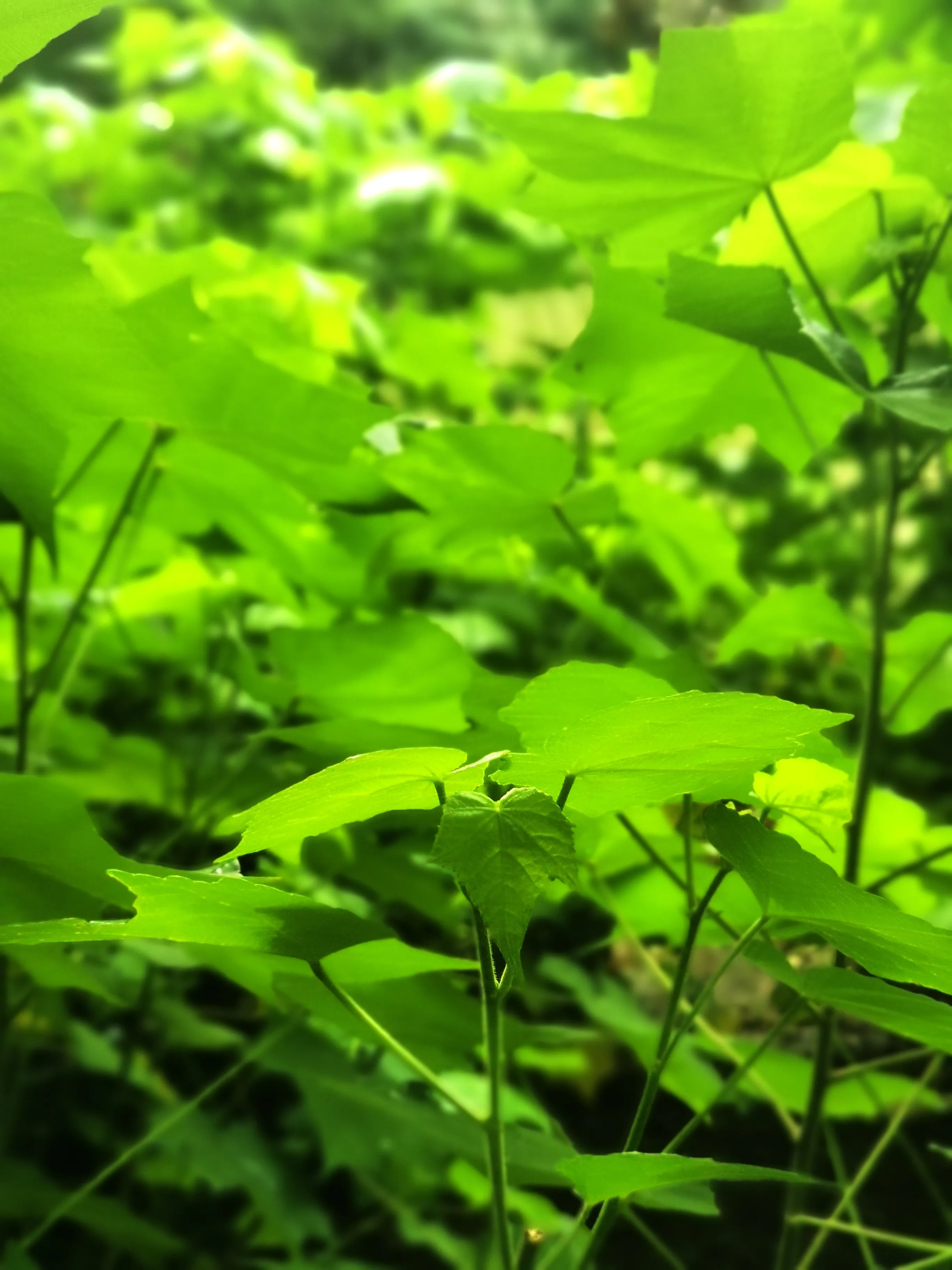 以方·iFonts:胡笑笑,从退休生活到网红博主,她为何吸引了35万粉丝? 以方·iFonts:胡笑笑,从退休生活到网红博主,她为何吸引了35万粉丝?