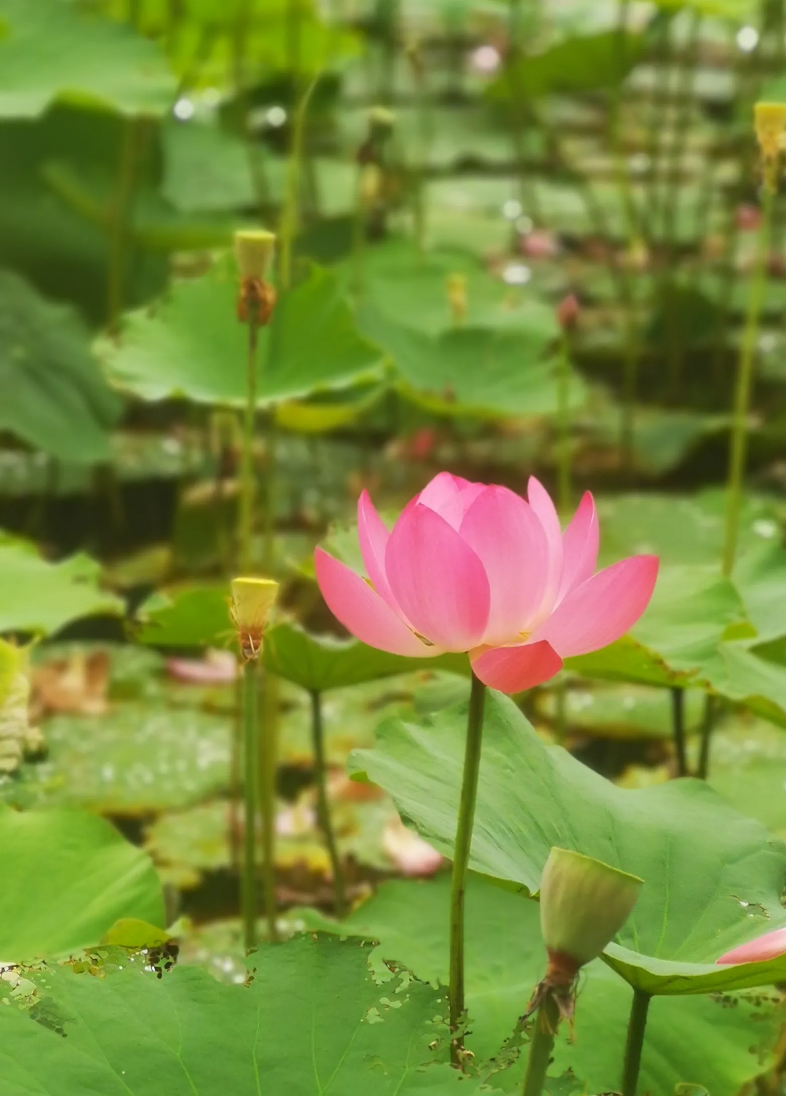 以方·iFonts:胡笑笑,从退休生活到网红博主,她为何吸引了35万粉丝? 以方·iFonts:胡笑笑,从退休生活到网红博主,她为何吸引了35万粉丝?